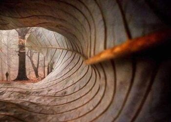 Dy Poezi nga Ardiana VESELI