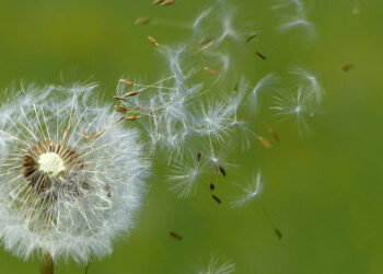 Afshi i tokës së shkelur