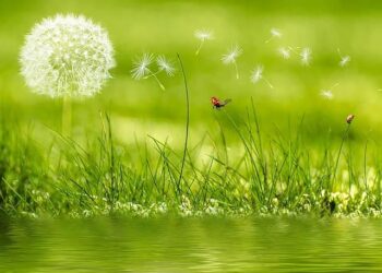 VDEKJA E GJUETARIT TË GAZELAVE