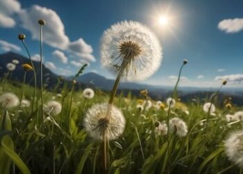 Ujqërit e sotëm dhe luftërat me Xhitin