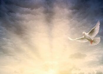 Luftëtari i vetmuar