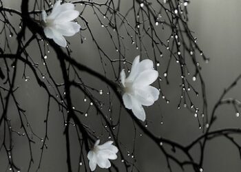 Koha si mashtrim i butë