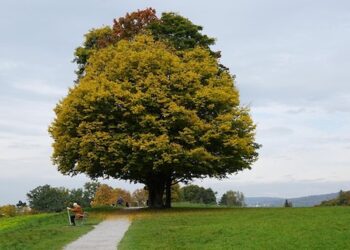 Autenticiteti i Qenies