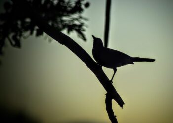 Fjalët e mia kurrë nuk mi mori era