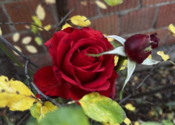 Trëndafili në oborrin e saj