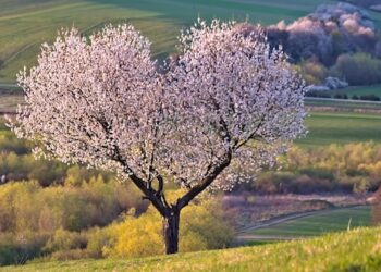Në gjurmët e kujtimit: Prof. Dr. Xhavit Lipaj përkulet para shenjtërisë së prindërve
